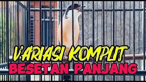 CENDET GACOR MATERI 2025 FULL ISIAN, MASTERAN MURAI BATU TROTOL, MASTERAN JUARA LOMB