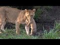 SafariLive Feb 19 - Sausage lion cubs.