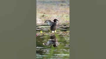 Nesting Moments of Little Grebes | Building a Floating Home