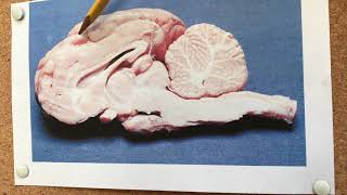 Lab 11.1 Sheep Brain & Cranial Nerves