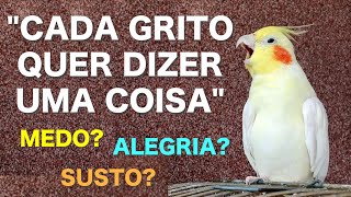 CALOPSITA GRITANDO: O QUE SIGNIFICA?