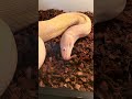 You've Never Seen A Snake Prepare To SHED Like This! 🤯🐍 #snakes #reptiles #shorts
