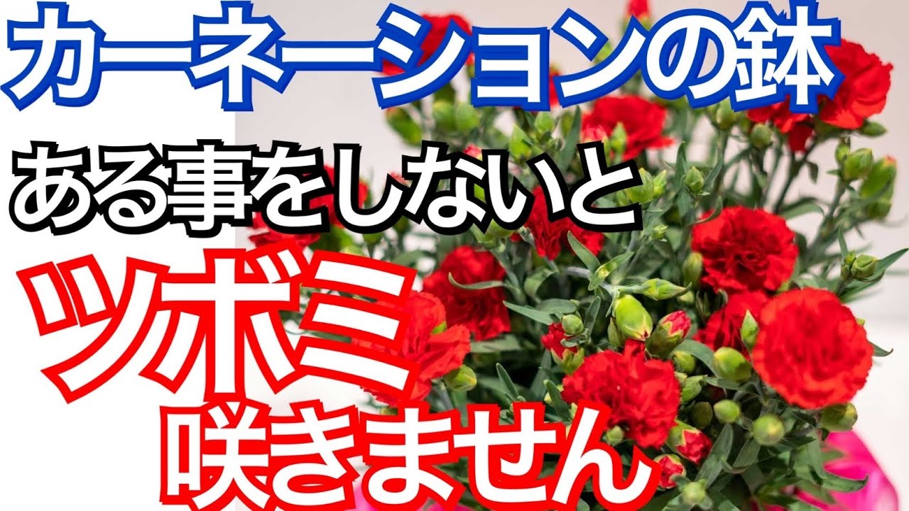 母の日でもらったカーネーションの育て方 つぼみを咲かせる方法 管理方法 長持ちさせる方法 ガーデニング Youtube