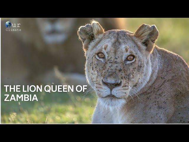 Lion Queen of Nakuru New Documentary 2021 - Our Climate.