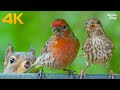 Cat TV🐧Birds for Cats to Watch😺Relax Your Pets, Beautiful Birds, Squirrels(4K UHD)