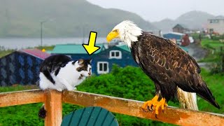 Bald Eagle Visits His Cat Best Friend Every Morning, But One Day Something Unexpected Happened...