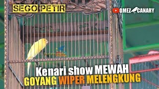 This is the canary show style that the judges like: Sego Petir Canary Rizal Babrix team