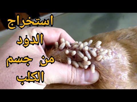 فيديو: إزالة البثره الكلب باستخدام Thuja