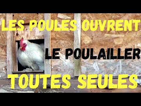 Porte de poulailler automatique  DIY  -  automatic chicken coop door low-tech  (FACILE)