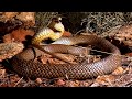 Queensland snake catcher educating locals about ‘misunderstood’ creature