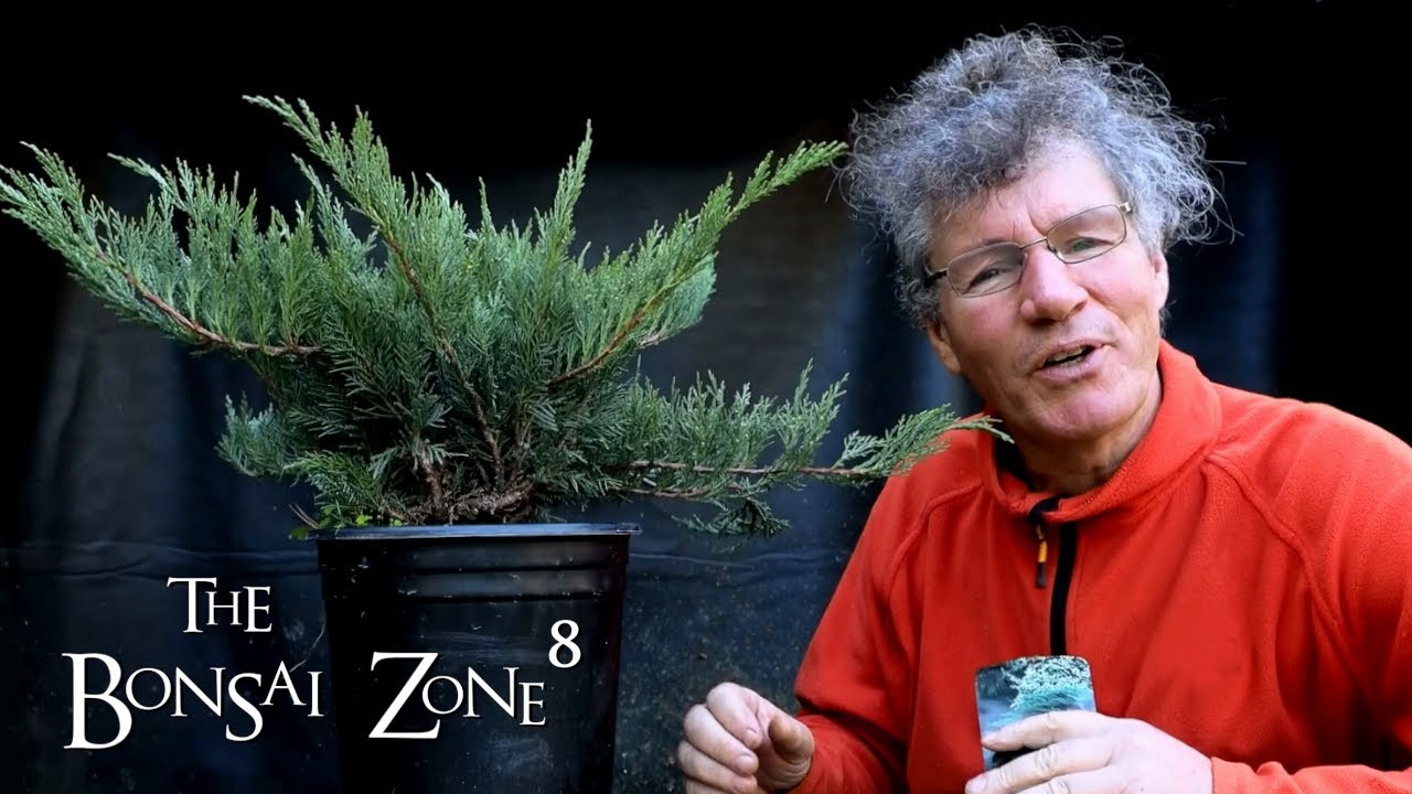 Styling the 12 Dollar Juniper, The Bonsai Zone, Oct 2021