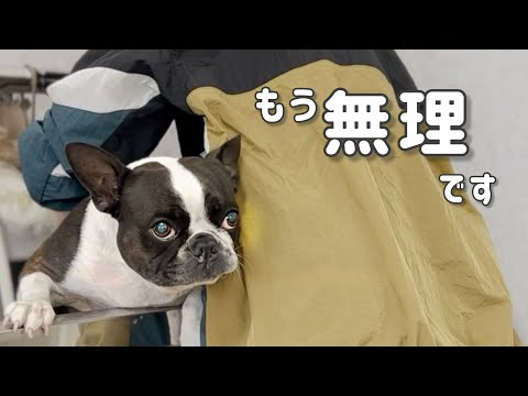 なのでプロの力を借りました/美し可愛い尊すぎるボステリ爆誕…/ボストンテリア