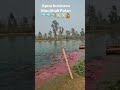 apna business machli palan #fishlovers #fishing #fishcooking #fishcutting #fish #vlog