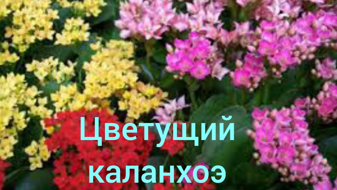 Цветущее каланхоэ, черенкование, укоренение в грунте!!!