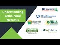 Understanding Lethal Viral Necrosis - UF/IFAS - Full Webinar
