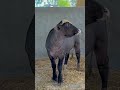 Naa chalta kise de order ni #music #niliravi #pakistan #cow #indianfolk #musicfornations #shorts #yt