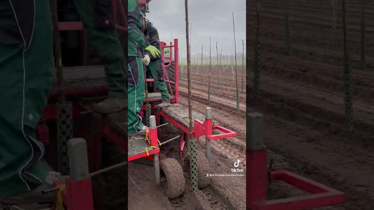 Schröder Baumschulen | Bäume aufpflanzen im Quartier