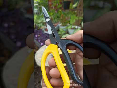 Video: Untuk Apa Gunting Kebun Digunakan: Pelajari Tentang Berbagai Jenis Gunting Untuk Pemangkasan