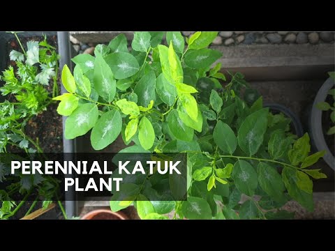 วีดีโอ: Katuk คืออะไร: ข้อมูลและการดูแลไม้พุ่ม Katuk Sweetleaf