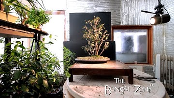 Bonsai Project Updates Part 4, The Bonsai Zone, Feb 2019