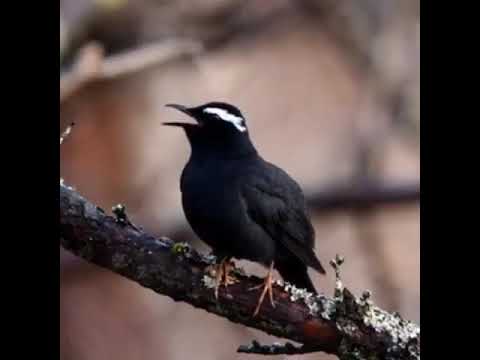 Kicauan burung merdu 8 - YouTube