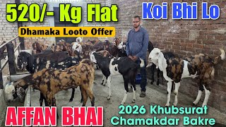 520/- Kg Flat Khassi Khubsurat Bakre At AFFAN BHAI | 2026 Qurbani Ke Ajmera Gujri Goat In Bhiwandi 