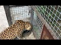 Леопарды крепыши пьют водичку от души) Тайган Strong leopards drink water) Taigan
