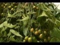 EL NEEM