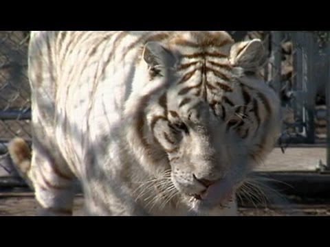 Video: Šiaurės Karolinos egzotiškų gyvūnų draudimas * ALERT * Namas Bill 554