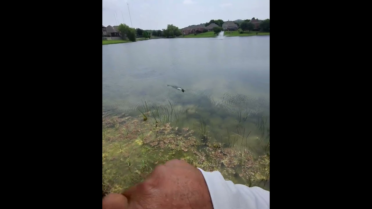 Bass fishing in my Ray-Ban meta glasses  #outdoors