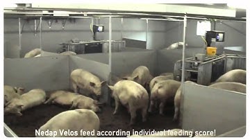 NETHERLANDS, Static group