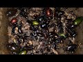 OMG! At night have a lot of Tiny insects,Bugs,Mole Crickets,Crickets,Small frogs,Beetles.