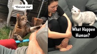 Cute Funny cats Videos compilation | Tiktok viral Funny cats memes by INDIE VIRAL CONTENT 9 views 3 years ago 4 minutes, 45 seconds