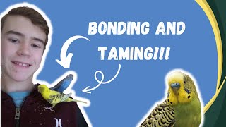 BEST way to BOND and TAME your budgie | Part 1