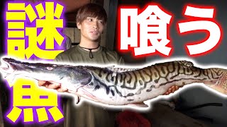 【異常進化】奇怪すぎる魚をさばいて食べてみた【アマゾン遠征EP2 #2】