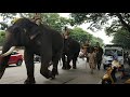 Mysore Dasara - Elephants Morning Walk in Street - 04.10.2019