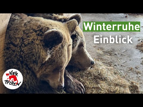 #arosafriday - Winterruhe Einblick | VIER PFOTEN