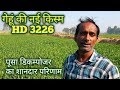 गेहूं की नई किस्म HD 3226 उपज 80 कु तक : कम लागत शानदार प्रदर्शन New wheat variety high production