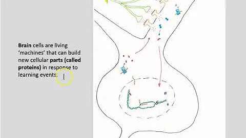 System consolidation part 6 synaptic plasticity 2019