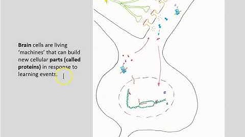 System consolidation part 6 synaptic plasticity 2019