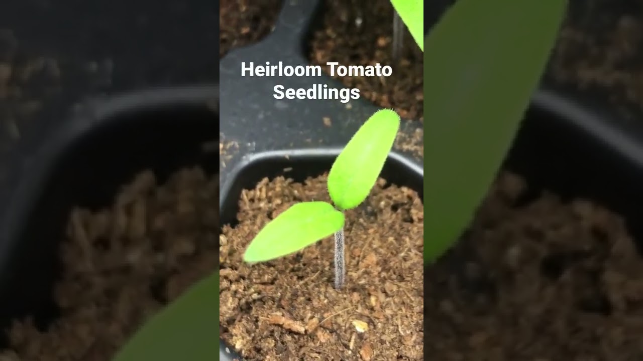 Growing Heirloom Tomatoes from Seeds 🌱🍅