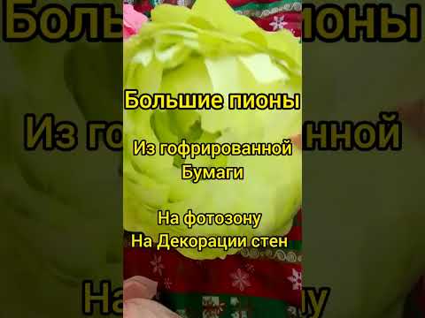 Мои любимые пионы-