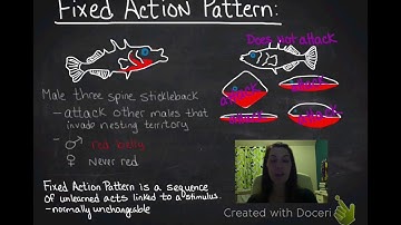 FAP & Supernormal Stimulus