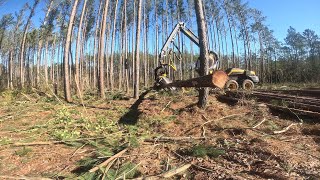 Unbelievable Logging in Georgia: You Won't Believe What Happened in the #Forest of #usa