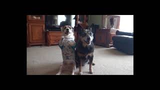 Adorable Double Dog Tricks with Jesse and Bella