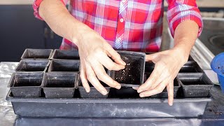 NO Repotting Tomato Seedlings! How to Start Tomato Seeds Indoors Without the Need to Repot Later