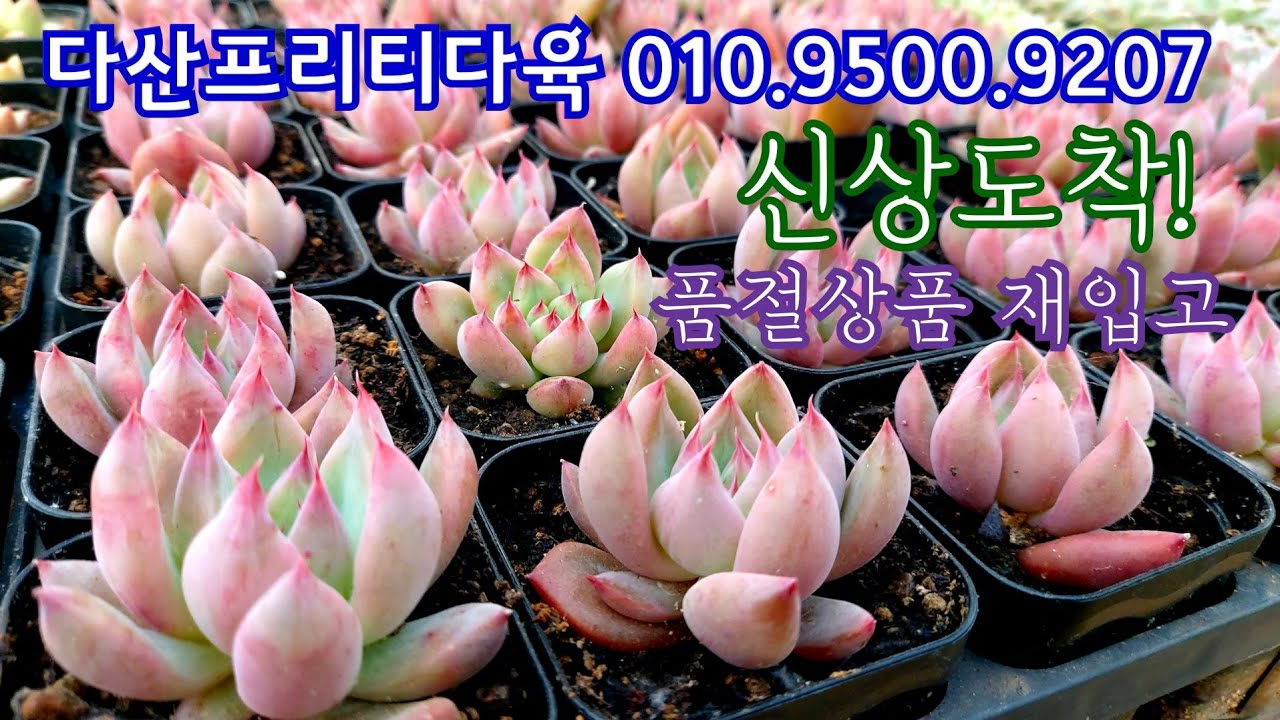 다산프리티다육 신상입고 : 품절되었던 인기다육이 넉넉한수량으로 준비되었어요  010.9500.9207 *유료광고포함*
