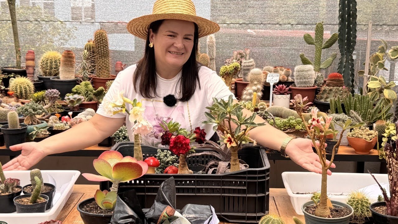 Suculentas que deixam qualquer cantinho mais encantador