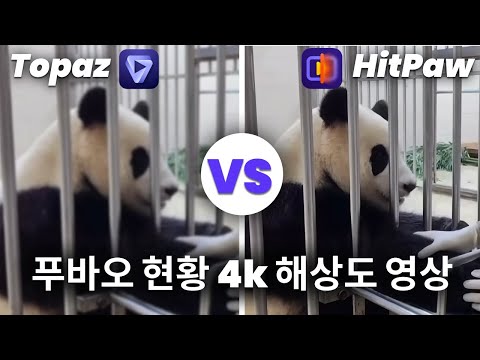 토파즈 비디오 AI vs 힛파우 비디오 인핸서 | 푸바오 현황 4K 해상도 영상 대방송!