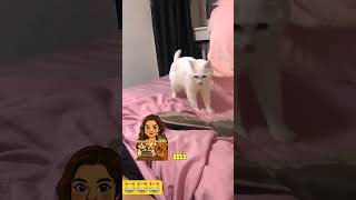 El michi desconfigurado #petlove #pet #cat #pets #dogfriendly #feline #animallove #catlovers